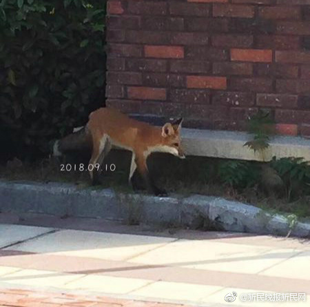 美国已向乌克兰移交反雷达导弹