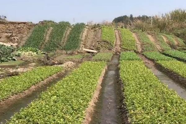 神农集团：年底计划将能繁母猪存栏量扩充至6万头左右