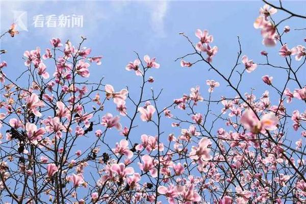 外媒：巴黎奥组委总部被搜查